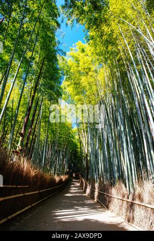 Arashiyama Bamboo Forest in Southern Kyoto Japan Stock Photo