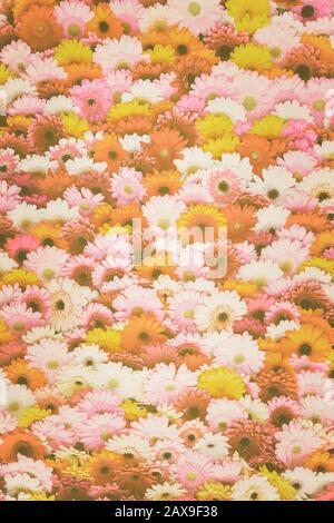 Retro styled collage of white, orange, yellow, red and pink blooming gerbera flowers Stock Photo