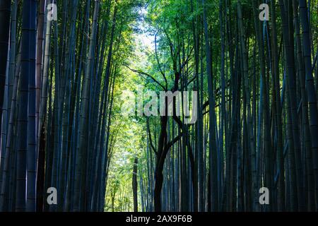 Arashiyama Bamboo Forest in Southern Kyoto Japan Stock Photo