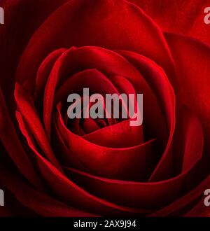 Closeup of a beautiful red rose flower Stock Photo