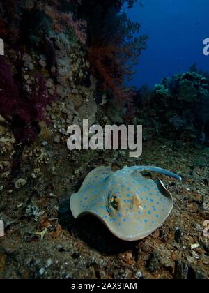 A blue spotted lagoon ray skims across wreckage of the 'Toilet Wreck' on Yolanda reef in the Red Sea. Stock Photo