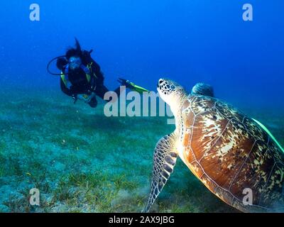 Divers observe a grazing green turtle in Marsa Alam in the Red Sea, Egypt. Stock Photo