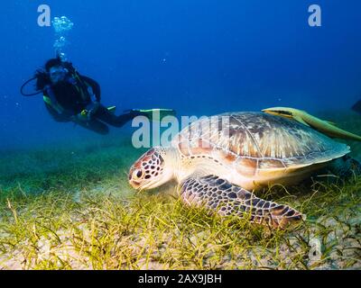 Divers observe a grazing green turtle in Marsa Alam in the Red Sea, Egypt. Stock Photo