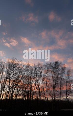 Silver Birch against a sunset bringing forth gales and rain wind with Met Office warnings for the next day, stratus, cumulus, cirrostratus, clouds Stock Photo