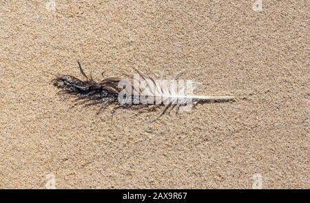 Single feather lying on the sand Stock Photo