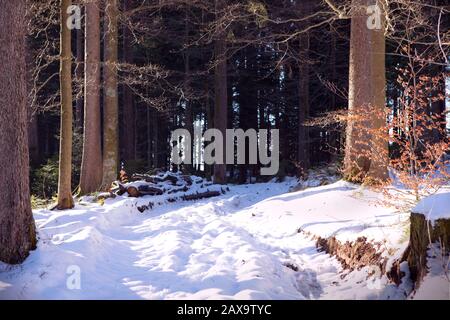 Wild forest with snow. Tree trunks In the wood with snowy path. Schwarzwald, Black Forest landscape in sunny winter day. Stock Photo