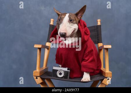 Fashionable dog wears red hoodie, looks hipster Stock Photo