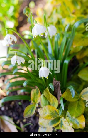 UK Gardens during winter season - A Late-winter show of bell-shaped white Spring Snowflakes in an English flowerbed. Stock Photo