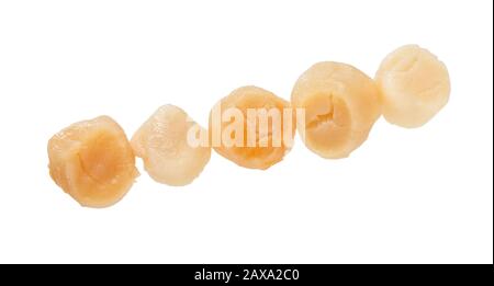 Scallops isolated on white background. Raw fresh scallops adductor. Fresh seafood. Stock Photo