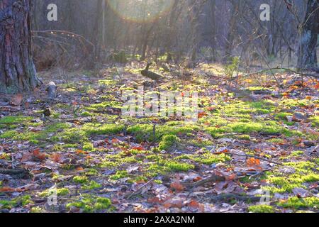 Spring in clearing in coniferous forest. Ray of sunshine breaks through the trees. Moss grows in forest, wildlife background. Early spring landscape. Stock Photo