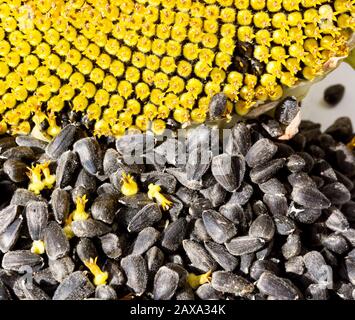 Sunflower with the ripened seeds. Sunflower heads harvest seeds. Close up macro sunflower seeds and head. Stock Photo