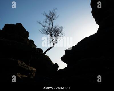 Lone tree silhouetted against blue sky at Brimham Rocks on Brimham Moor Nidderdale AONB North Yorkshire England Stock Photo