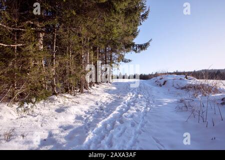 Snowy footpath on the forest edge. Winter landscape with coniferous trees in sunny day. Footprints in white snow. Hiking in Black Forest, Germany. Stock Photo
