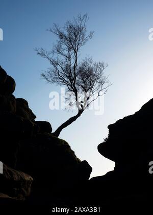 Lone tree silhouetted against blue sky at Brimham Rocks on Brimham Moor Nidderdale AONB North Yorkshire England Stock Photo