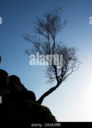 Lone tree silhouetted against blue sky at Brimham Rocks on Brimham Moor Nidderdale AONB North Yorkshire England Stock Photo