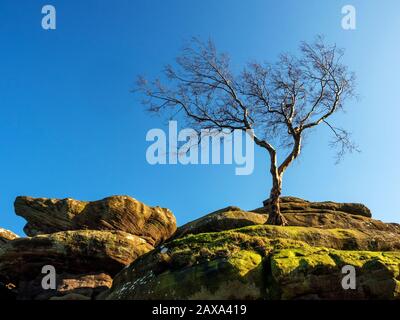 Lone tree clinging to gristone rock formations at Brimham Rocks Brimham Moor Nidderdale AONB North Yorkshire England Stock Photo