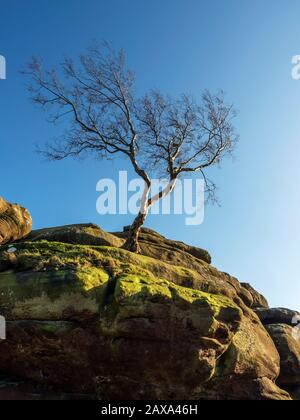 Lone tree clinging to gristone rock formations at Brimham Rocks Brimham Moor Nidderdale AONB North Yorkshire England Stock Photo