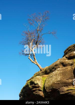 Lone tree clinging to gristone rock formations at Brimham Rocks Brimham Moor Nidderdale AONB North Yorkshire England Stock Photo