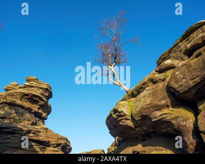 Lone tree clinging to gristone rock formations at Brimham Rocks Brimham Moor Nidderdale AONB North Yorkshire England Stock Photo