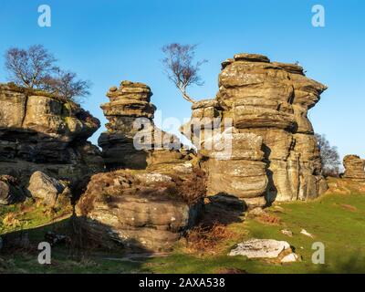 Lone tree clinging to gristone rock formations at Brimham Rocks Brimham Moor Nidderdale AONB North Yorkshire England Stock Photo