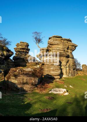 Lone tree clinging to gristone rock formations at Brimham Rocks Brimham Moor Nidderdale AONB North Yorkshire England Stock Photo