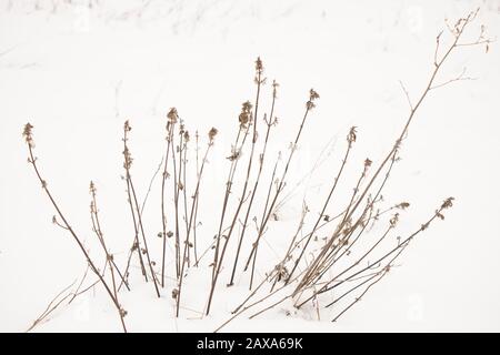 Dry wild flowers bush grow in white snow. Stock Photo