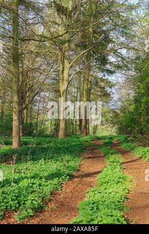 Dirt track leading through a tree lined wood on a spring day. England, UK Spring Stock Photo