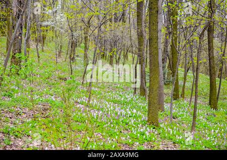 Magical green forest and sunlit wild bluebell flowers Stock Photo