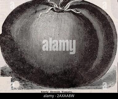 Schwill's annual descriptive catalogue : high class seeds, trees and plants . Schwill's annual descriptive catalogue : high class seeds, trees and plants .