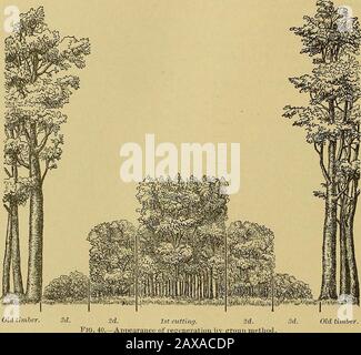 Report upon the forestry investigations of the U.SDepartment of agriculture1877-1898 . NVESTIGATIONS U. S. DEPARTMENT OF AGRICULTURE. If we begiu with a group of youug growth already on the ground, our plan is to removegradually the old trees standing over them when no longer required for shade, and then to cutaway the adjoining old growth and enlarge the opening in successive narrow bands around theyoung growth. When the first baud has seeded itself satisfactorily, and the young growth hascome to require more light (which may take several years), we remove another baud around it, andthus the Stock Photo