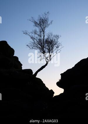 Windswept tree silhouetted against a twilight sky at Brimham Rocks Brimham Moor Nidderdale AONB North Yorkshire England Stock Photo