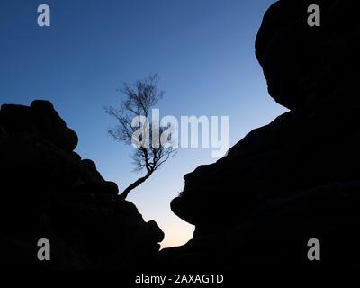 Windswept tree silhouetted against a twilight sky at Brimham Rocks Brimham Moor Nidderdale AONB North Yorkshire England Stock Photo