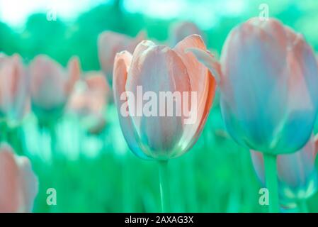 abstract background of tulips in colors aqua menton and lash lava Stock Photo