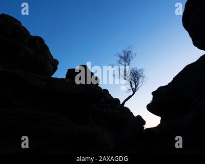 Windswept tree silhouetted against a twilight sky at Brimham Rocks Brimham Moor Nidderdale AONB North Yorkshire England Stock Photo