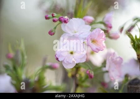 Blossom blooming in a spring garden, close up of the pink petals Stock Photo