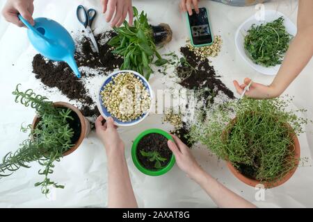 Home gardening with watering can, scissors, sprouted seeds and hands in frame. Indoor microgreens and garden room concept. Green spices rosemary and o Stock Photo