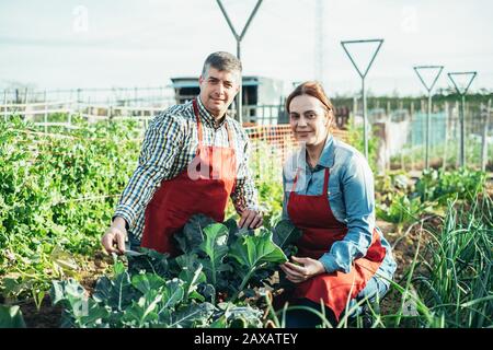 Farming couple behind a broccoli plant in an organic field Stock Photo