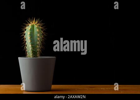 succulent plant,  cactus on bamboo table with black background with space for text Stock Photo