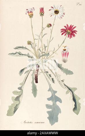 Daisy Botanical Daisy floral botanical flower. Wild spring leaf isolated. Watercolor ...