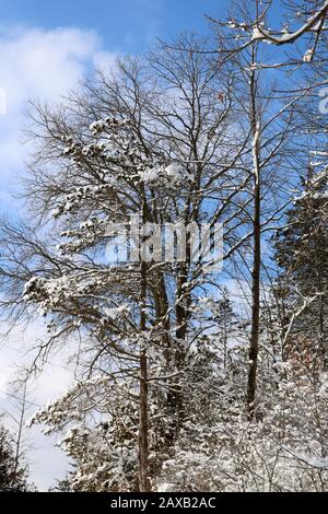 Heally Falls in winter Stock Photo