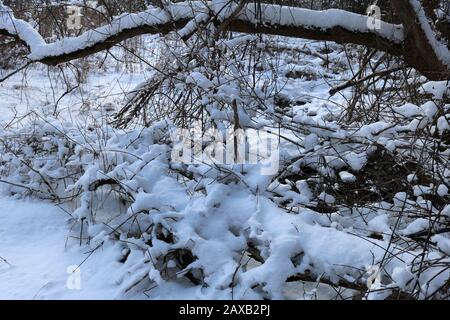 Heally Falls in winter Stock Photo