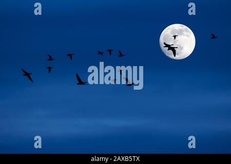 Flock of migrating ducks and geese flying in front of full moon and silhouetted against blue night sky Stock Photo