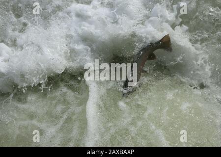 Salmon jumping up fish ladder Stock Photo