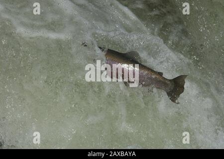 Salmon jumping up fish ladder Stock Photo