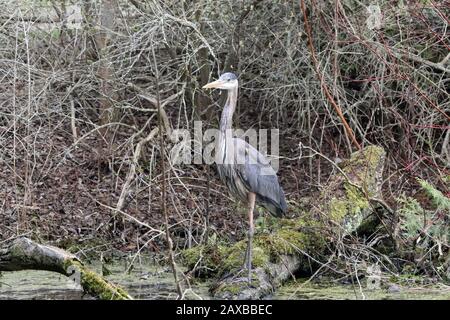 Great Blue Heron in river Stock Photo