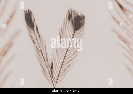 Grey Shadows Of The Peacock Feathers On Beige Wall Background Abstract Natural Border Or Frame With Space For Text Stock Photo Alamy