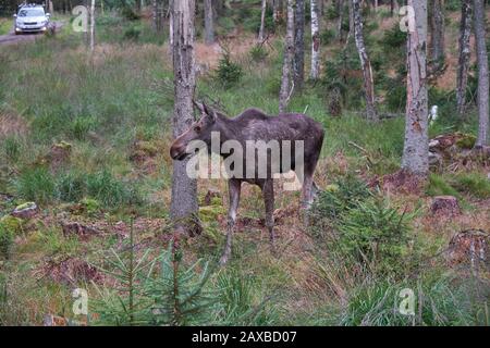 Female moose in woodland setting with car in the background Stock Photo