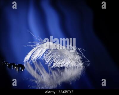 White feather Stock Photo