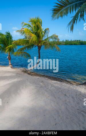 Palm trees and shadows on perfect sandy beach at calm waters edge Stock Photo