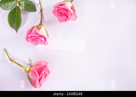 Three small pink roses on the white background. Top view. Copy space Stock Photo